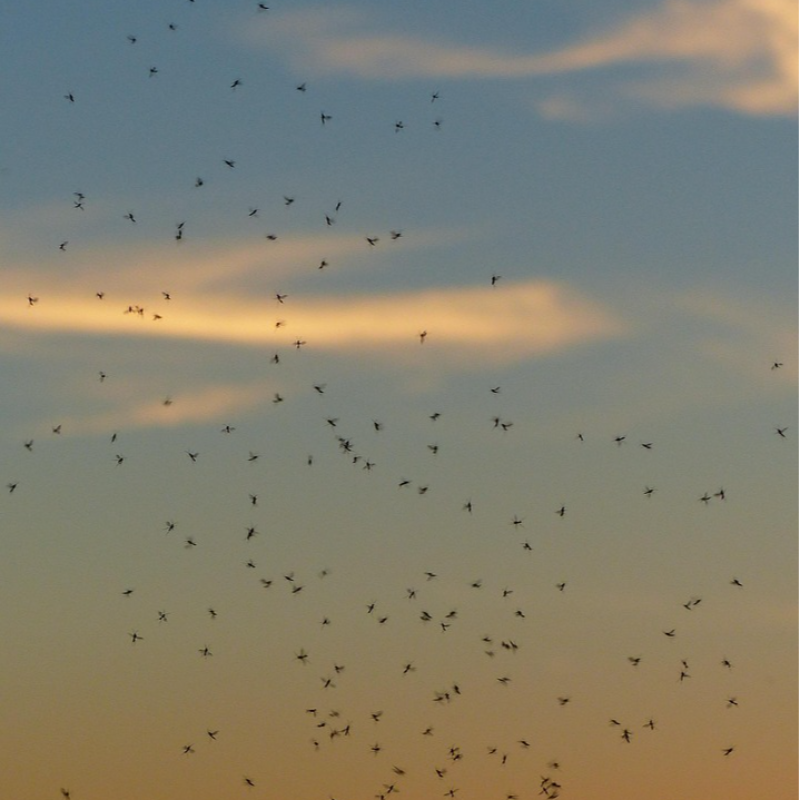 U subotu tretman suzbijanja larvi komaraca i krpelja na teritoriji Šapca